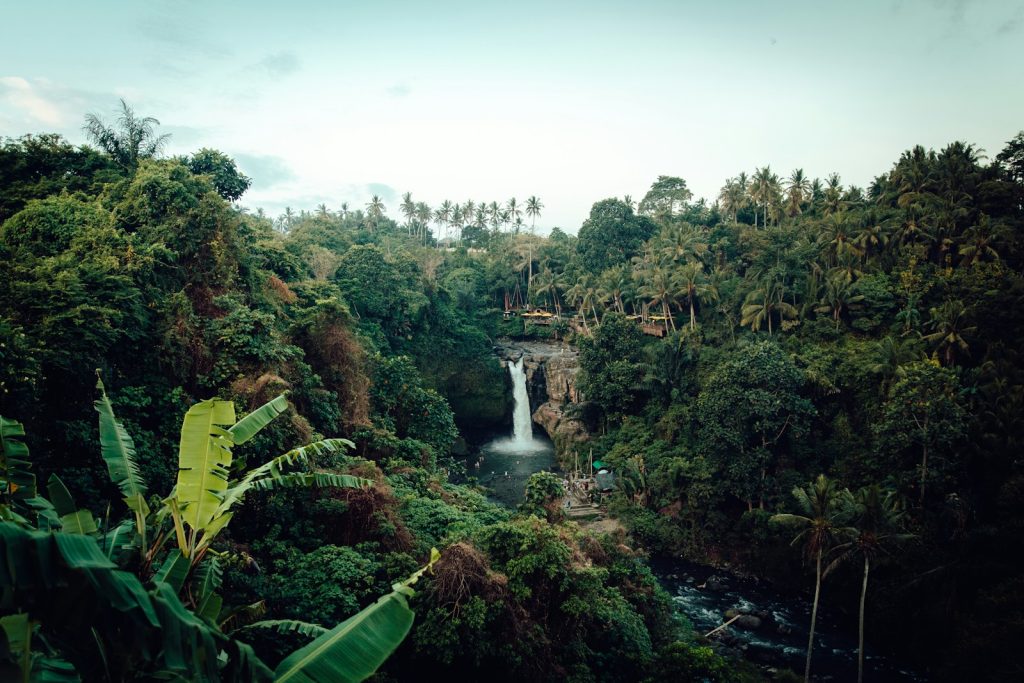 waterfalls beside trees