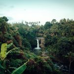 Indigenous agroforestry