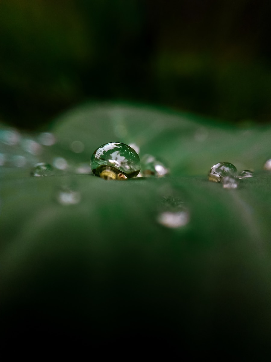 water droplets on green leaf