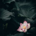 Chan Zen Poems