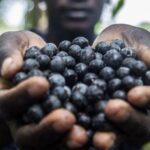 De la Forêt au Monde : Sagesse Ancestrale et l’Or Violet de Maripasoula