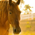 Ojude Oba: A Horse Rider’s POV (Eleshin) 