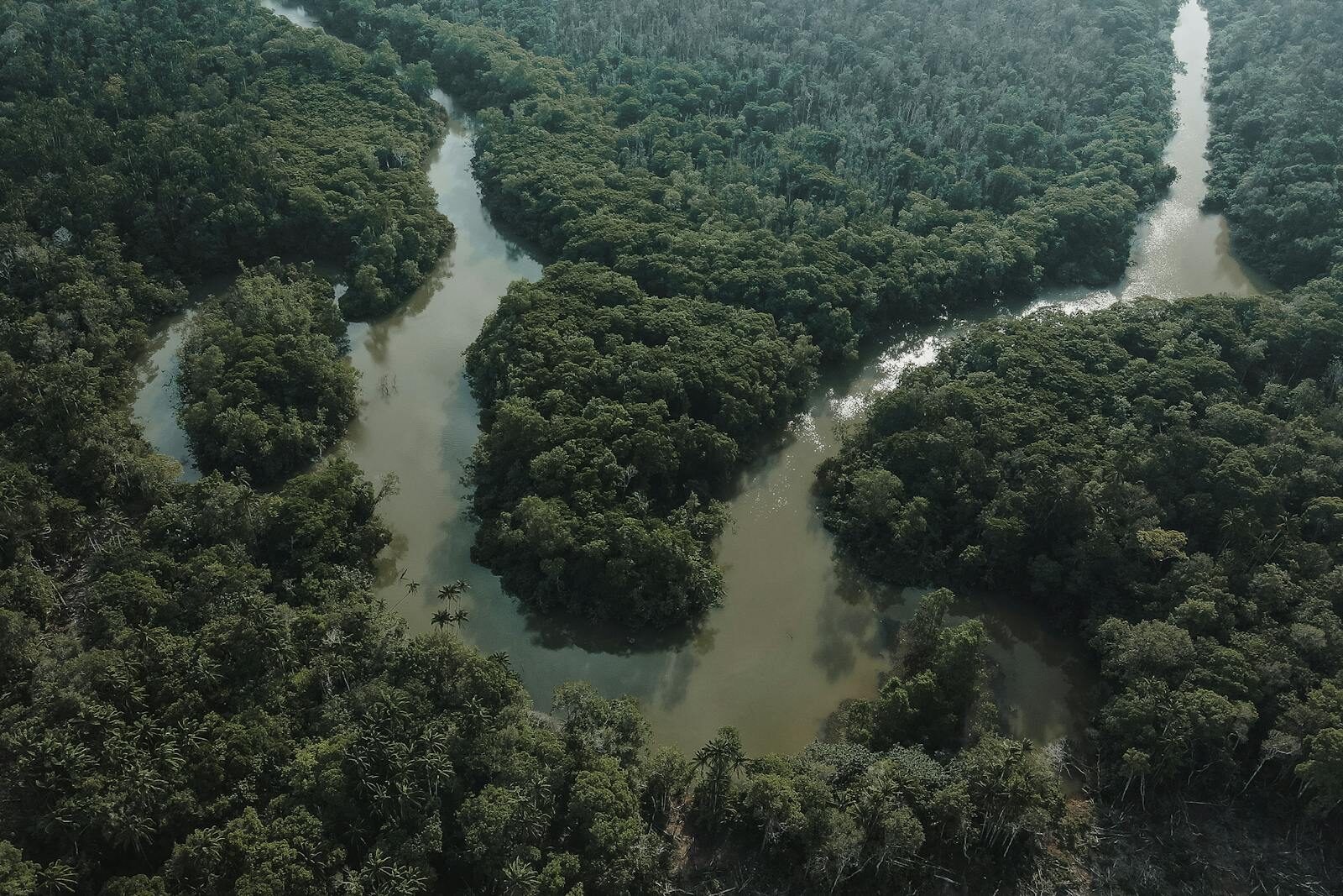 Drone shot of a winding river flowing through a dense green forest, offering a stunning aerial perspective.