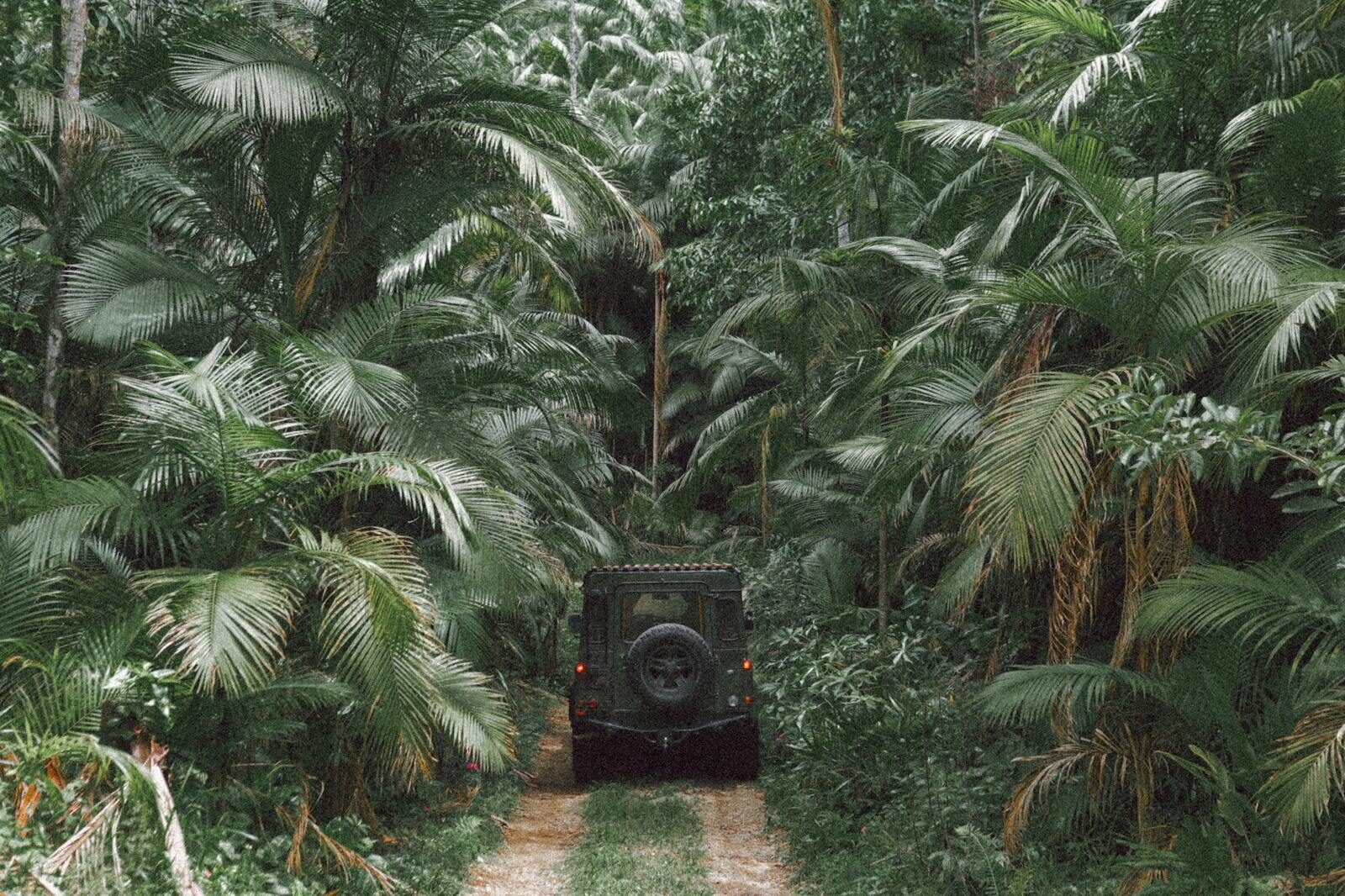 Explore the dense jungle with a rugged off-road vehicle navigating a tropical path.