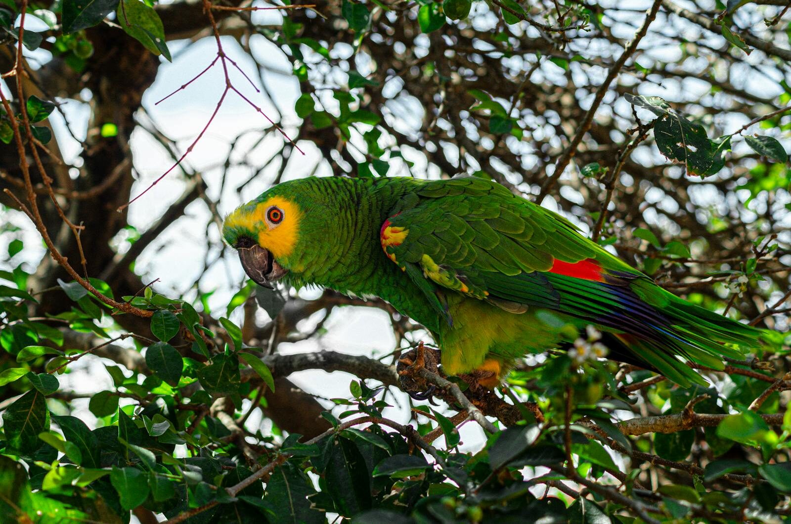 A stunning green parrot perched among vibrant leaves in a serene outdoor setting.