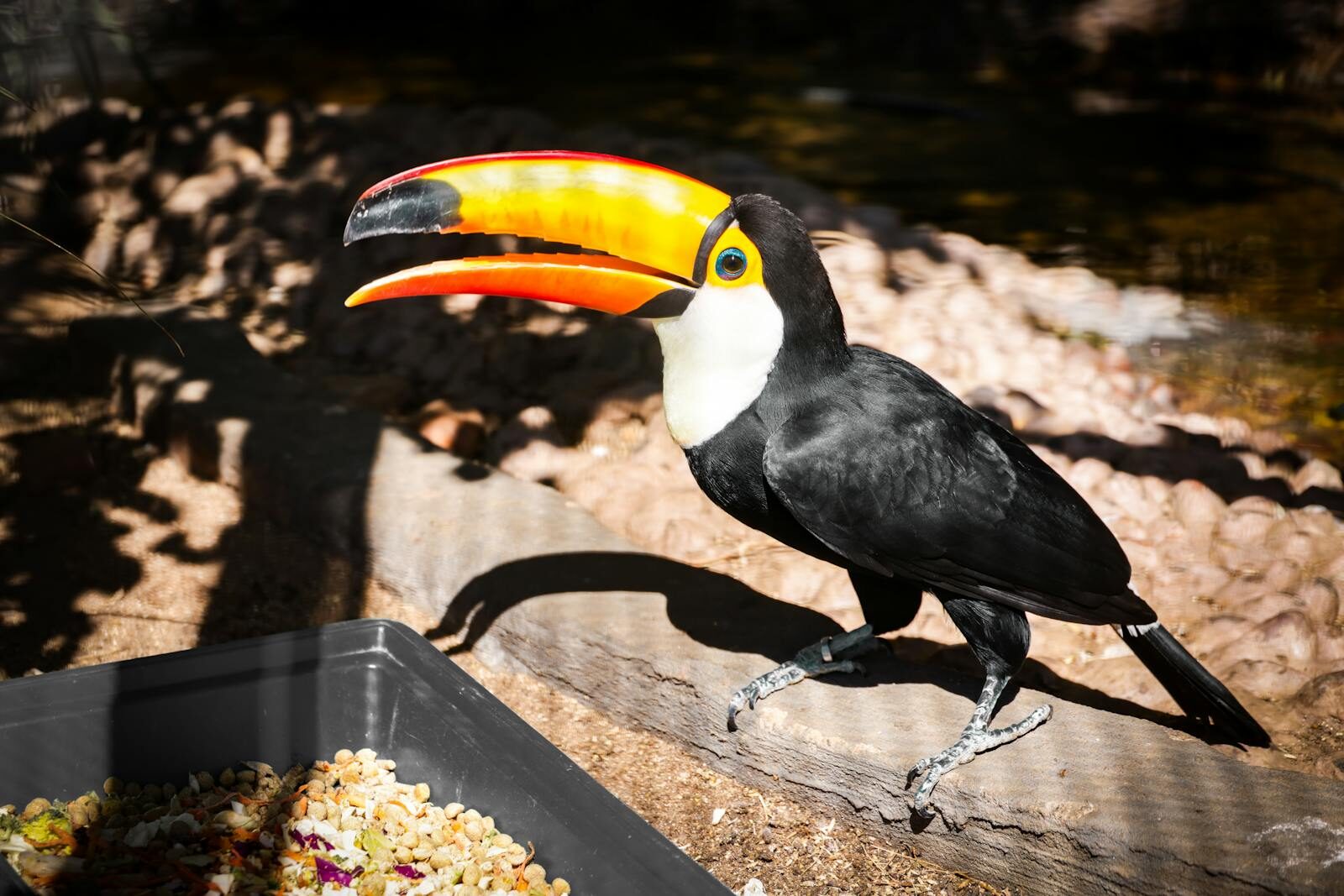 Brightly colored toucan perched in natural sunlight, showcasing its vibrant beak and striking plumage.