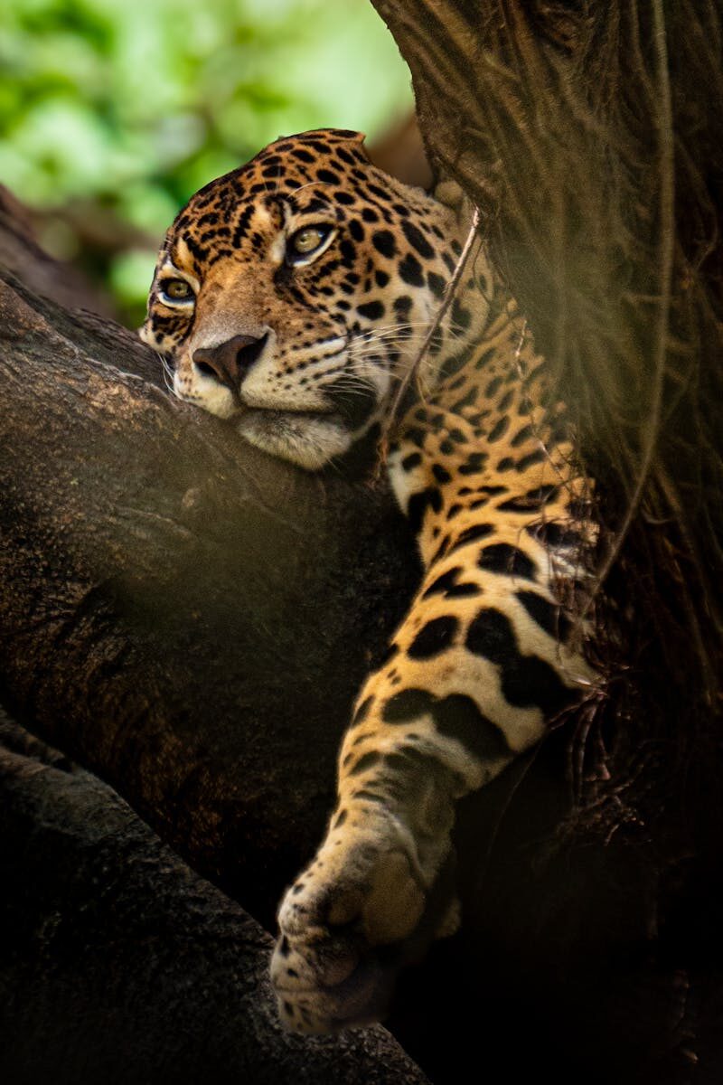 Close-up of a leopard lounging on a tree, showcasing its majestic spots and calm expression.
