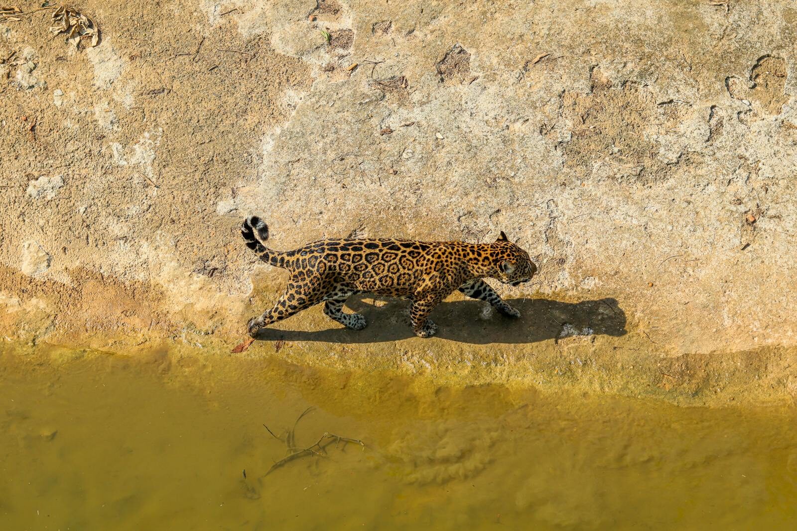 Panthera onca walking near water's edge in Brazil, showcasing natural habitat.