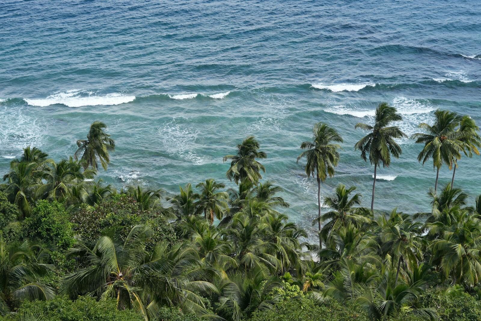 A picturesque view of a tropical coastline with lush palm trees and ocean waves.